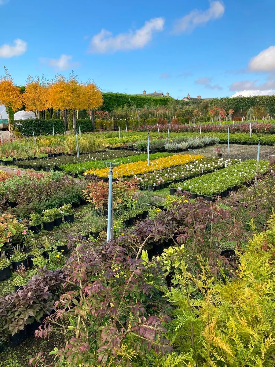 Portuguese laurel - Image 2