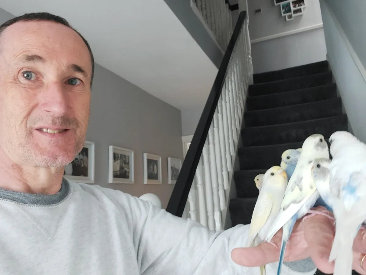 Budgies, Professionally trained friendly birds - Image 4