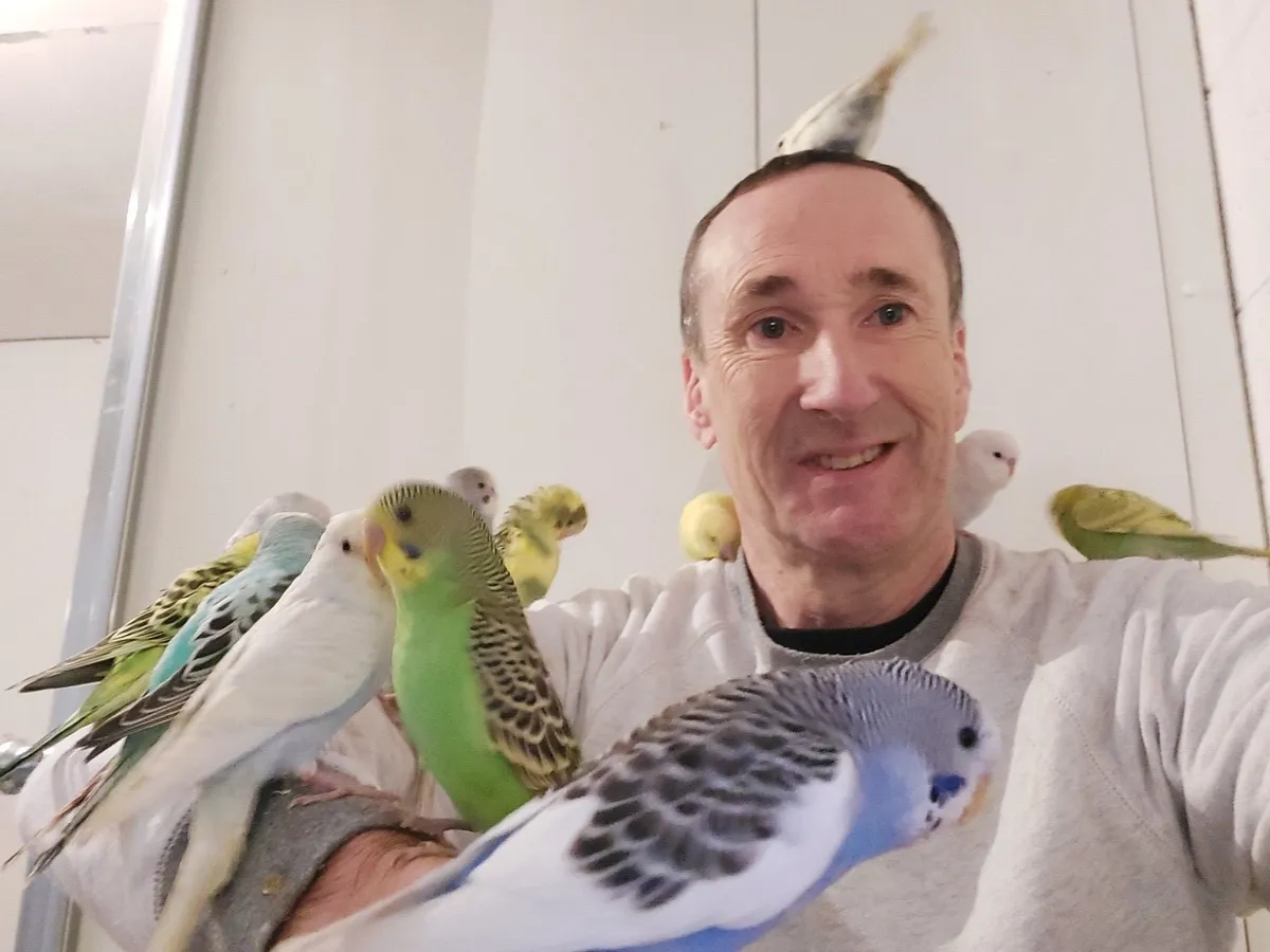 Budgies, Professionally Trained and Super Friendly - Image 3