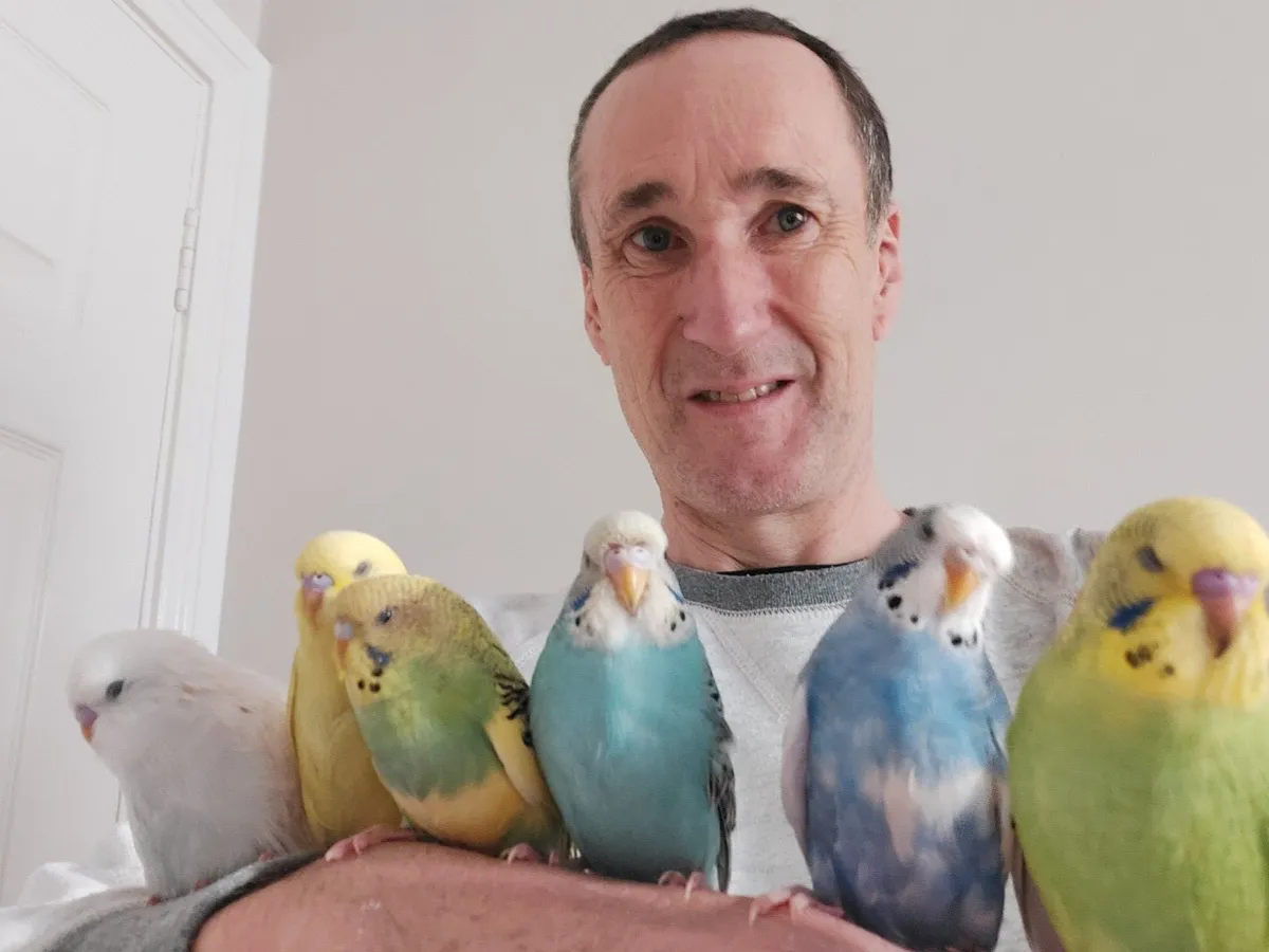 Budgies, Professionally Trained and Super Friendly - Image 4