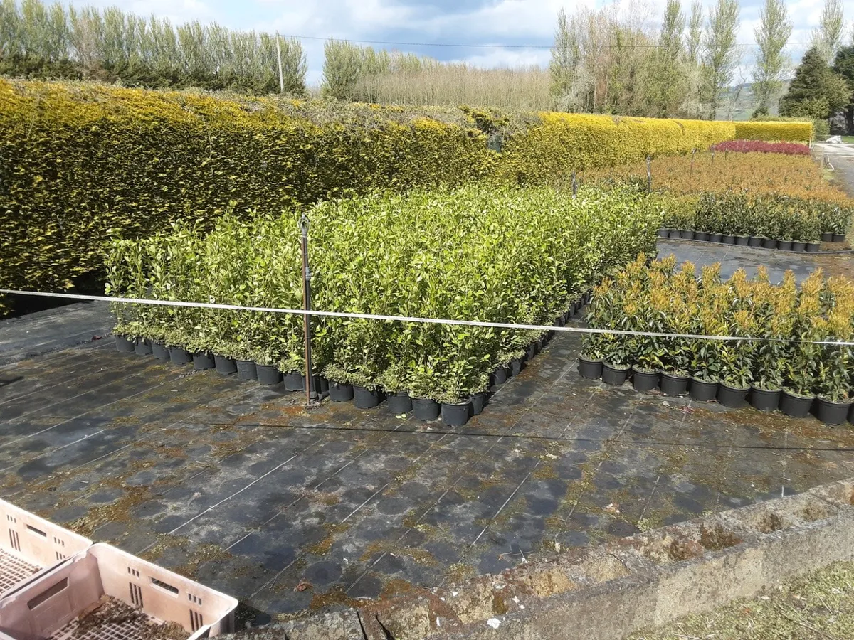 Griselinia Hedging Potted 2ft in Heig ht €4 each - Image 3