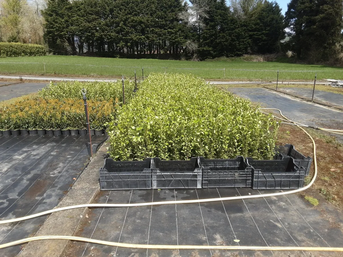 Griselinia Hedging Potted 2ft in Heig ht €4 each - Image 4
