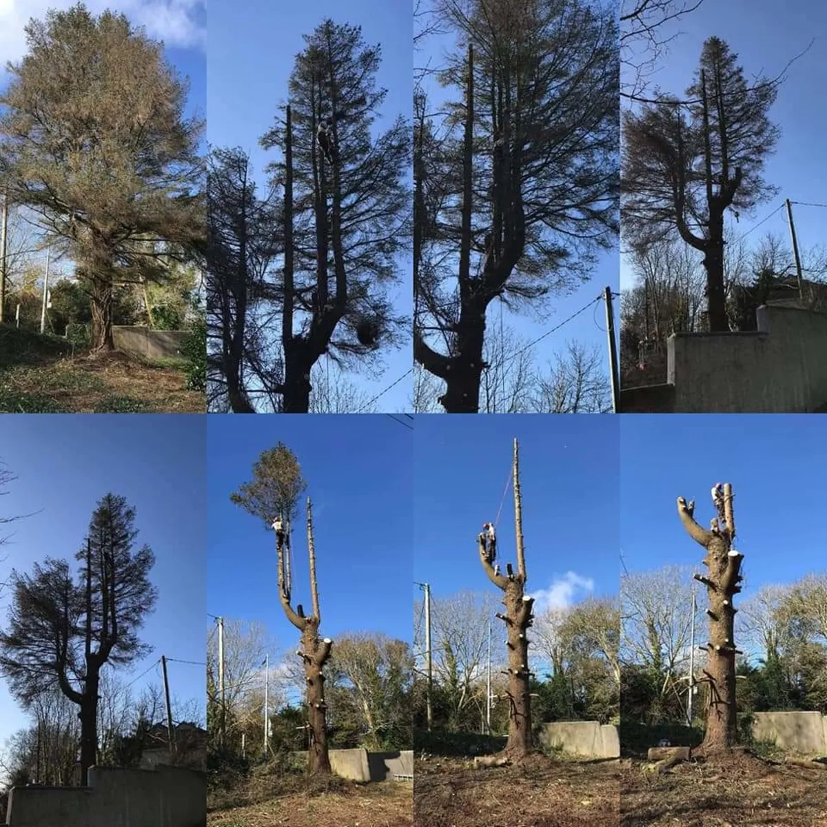 Tree surgery, tree surgeon,storm damaged tree expe - Image 2