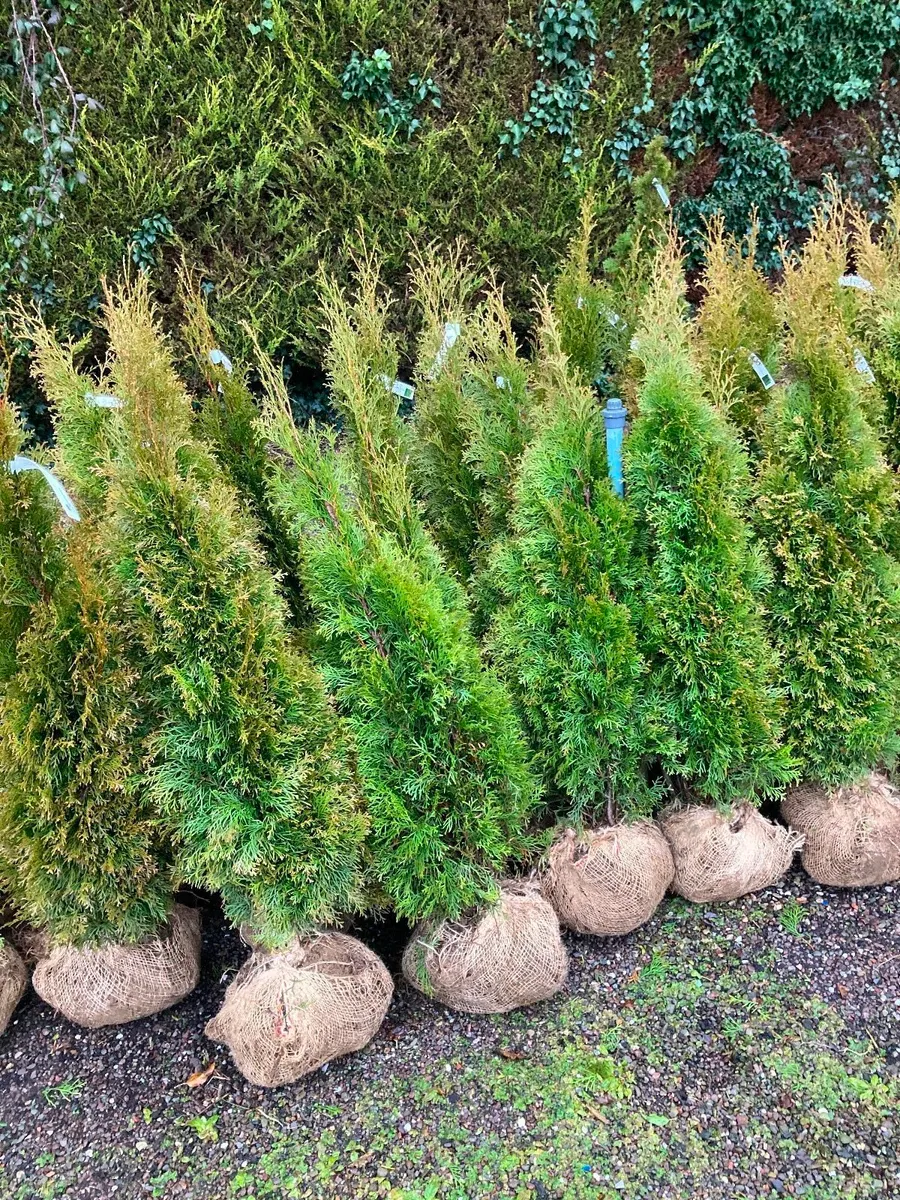 Leylandii  hedging - Image 2