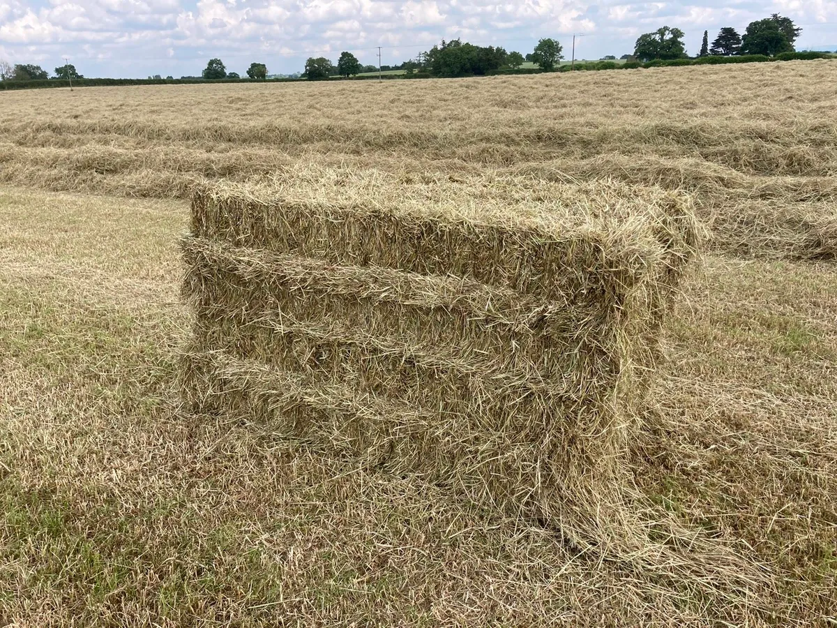 **TOP QUALITY HORSE HAY 2025** - Image 1