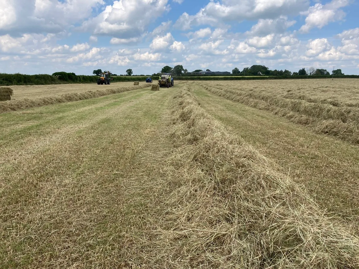 **TOP QUALITY HORSE HAY 2025** - Image 3