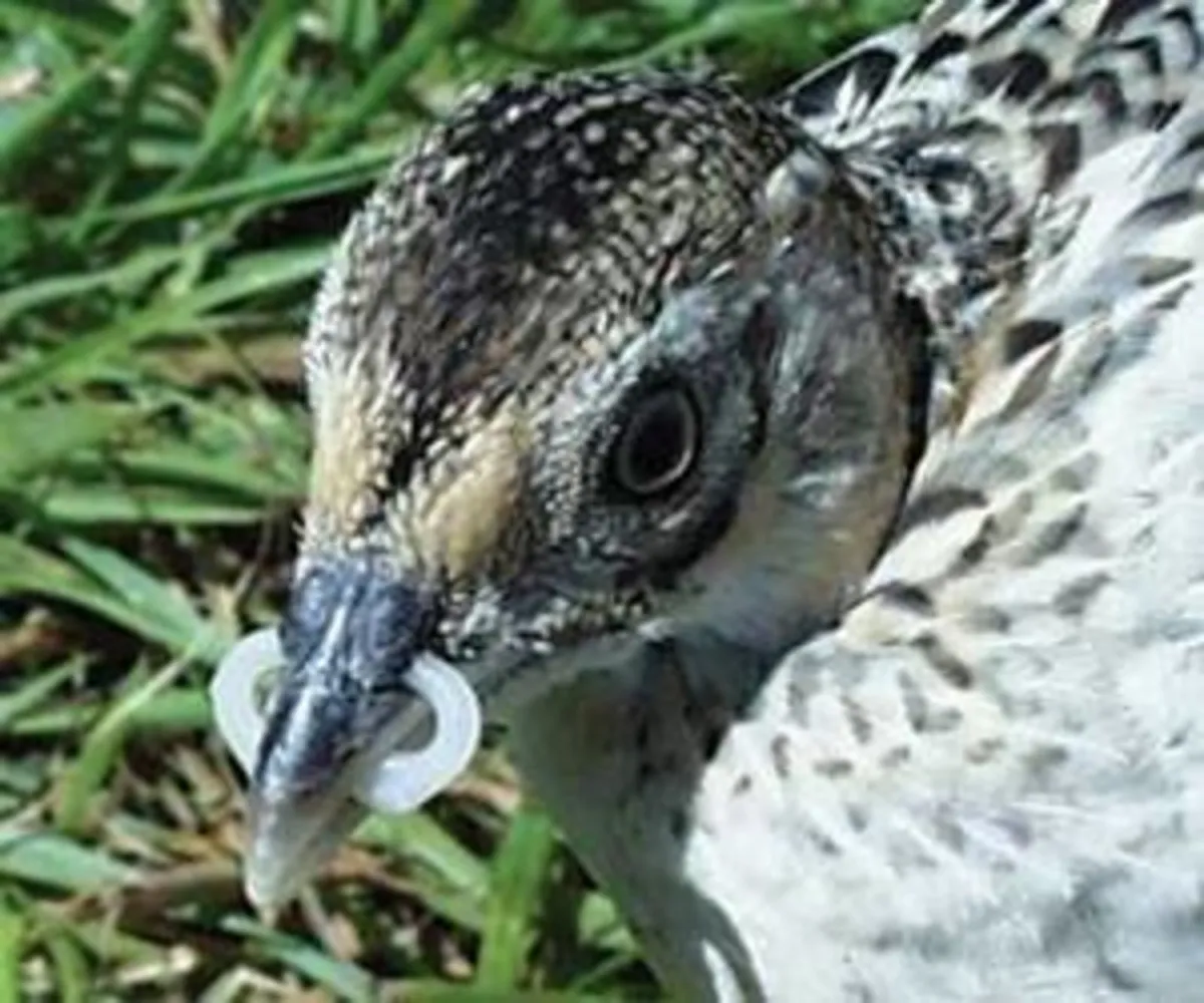 Spex, Bits, Bitfitters, Brails, Bumpa Bits - Image 2