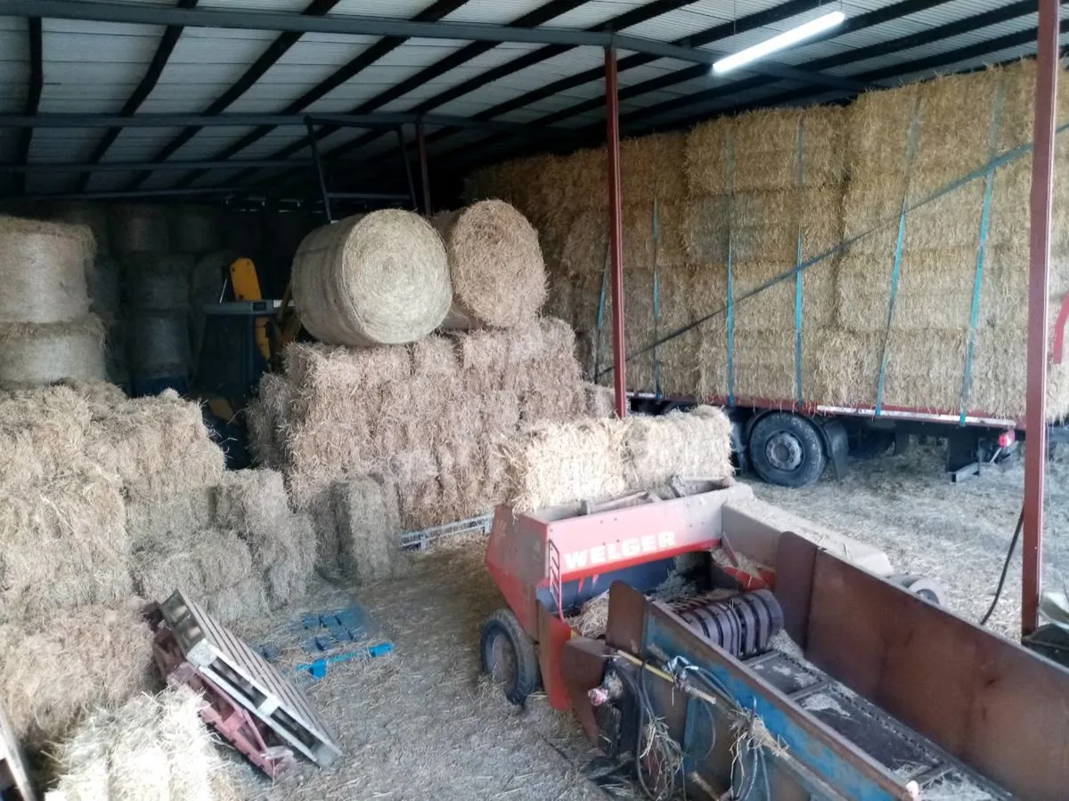 hay & straw x yard or delivered - Image 1