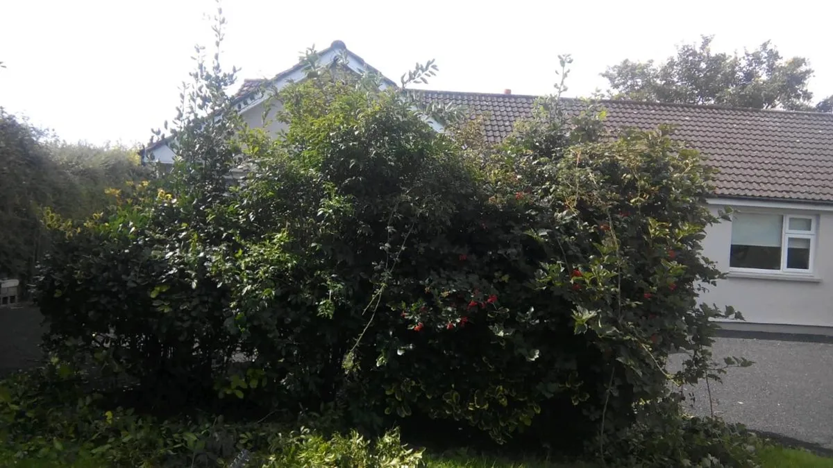 Seamus Services - Image 4