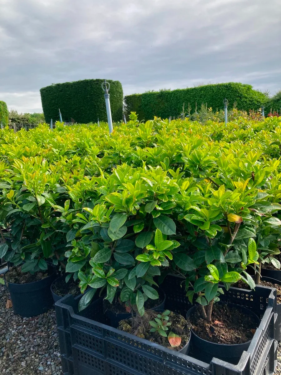 Red robin hedging - Image 3