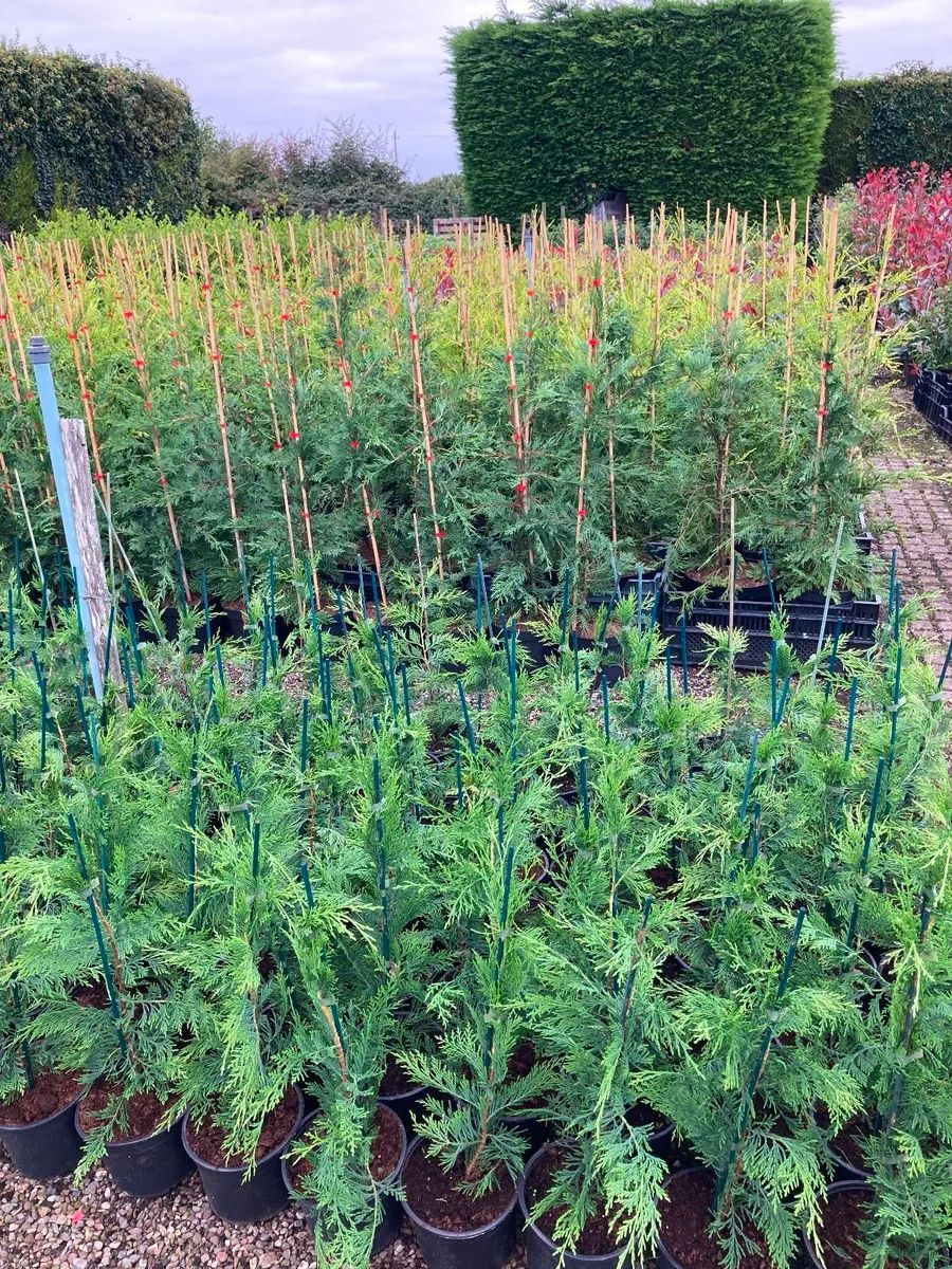 Leylandii  hedging - Image 3