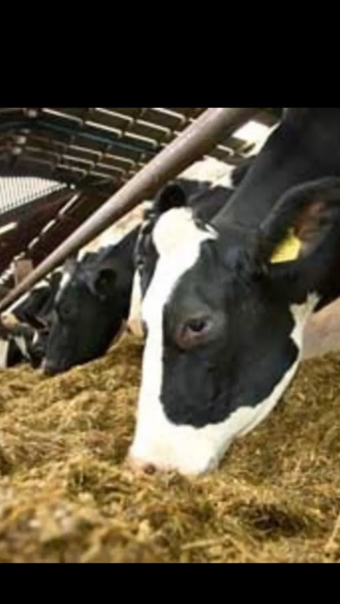 Maize/beet pulp mix - Image 1