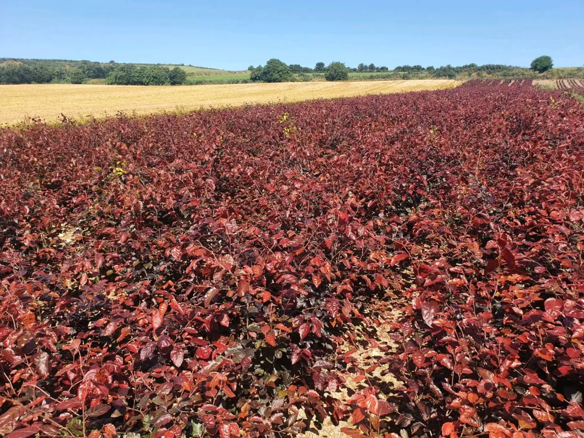 Bare rooted hedging - Image 4