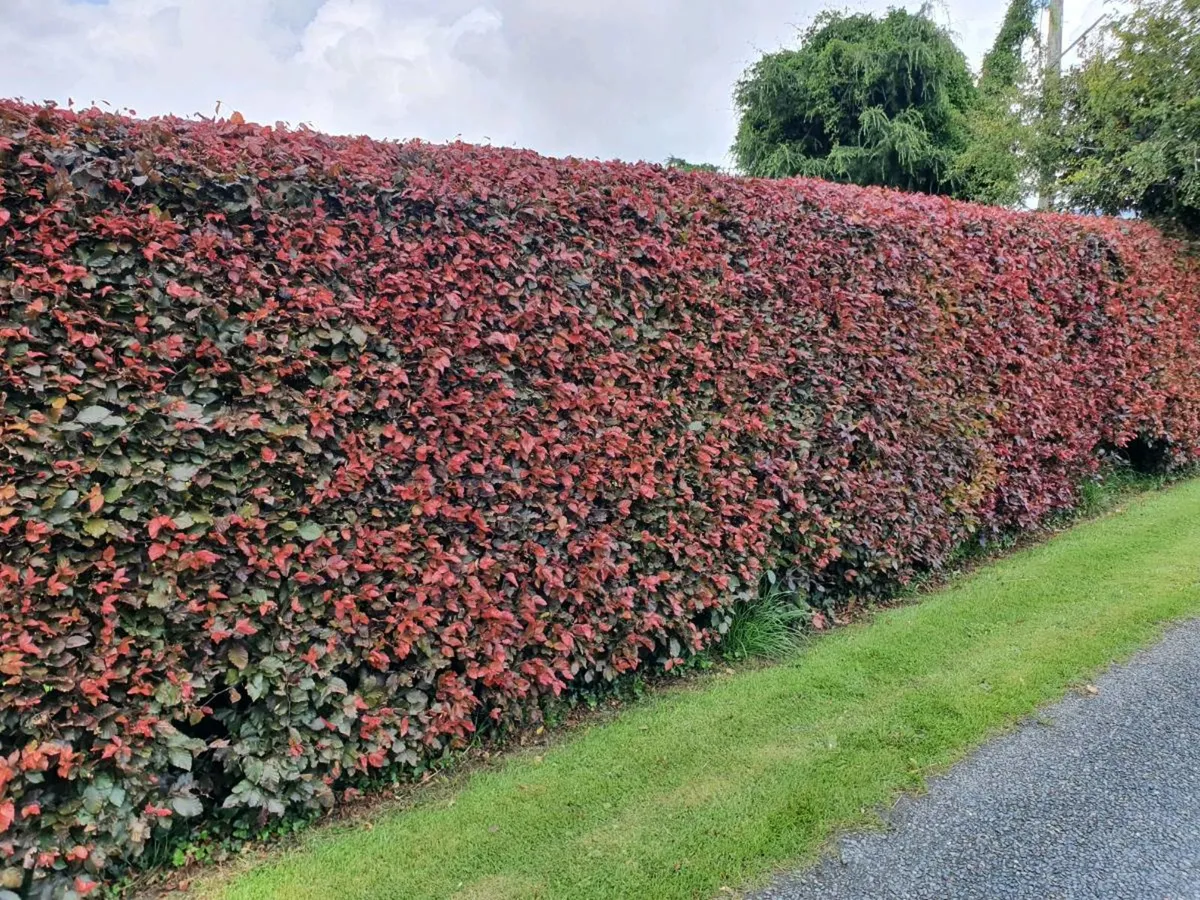 Bare rooted hedging - Image 2