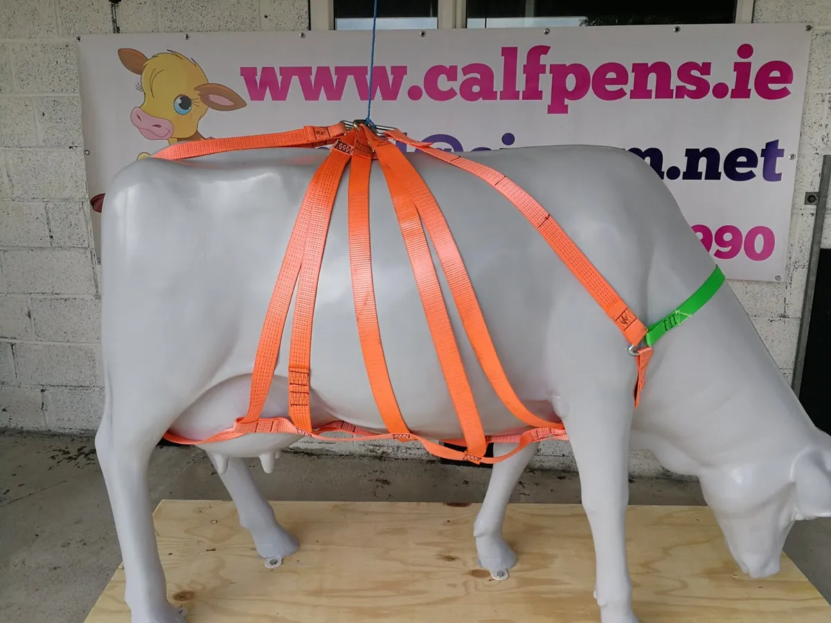 Calf Coats - Image 3