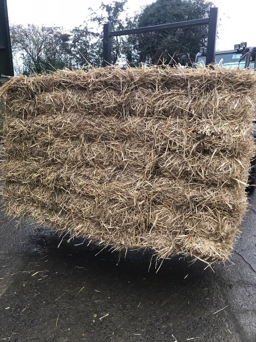 Quality Hay +straw small square bales - Image 2