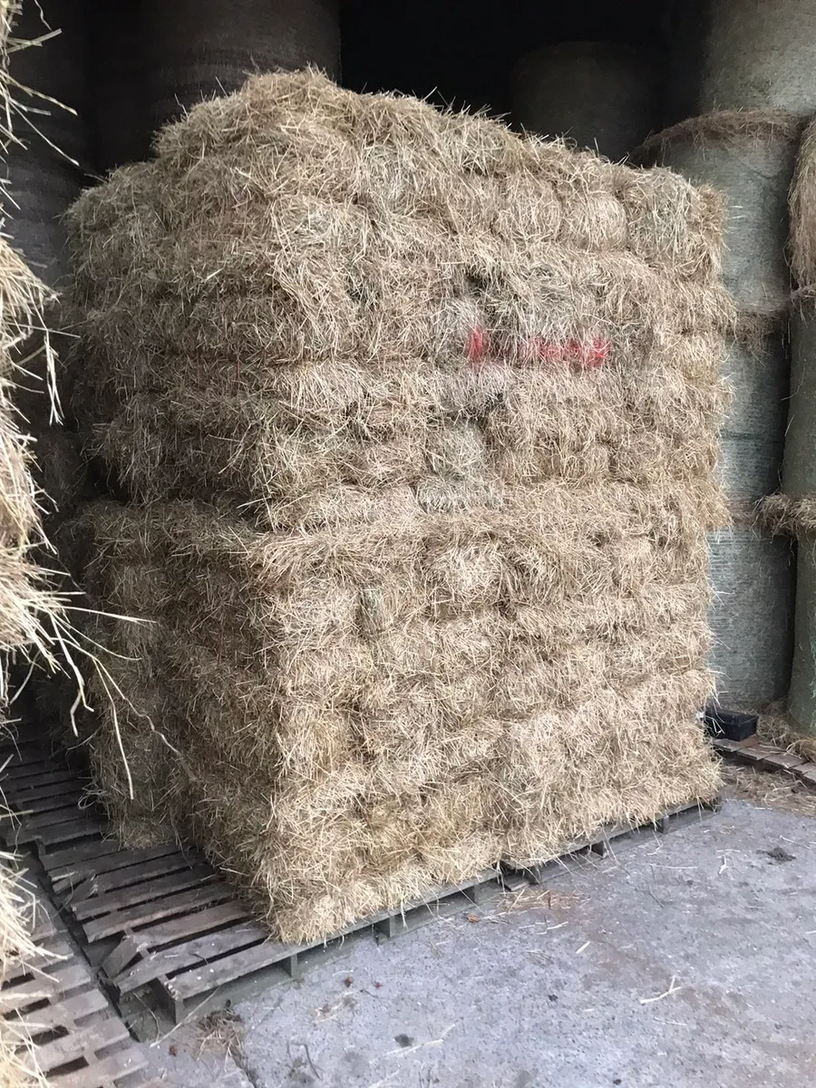 Quality Hay +straw small square bales - Image 4