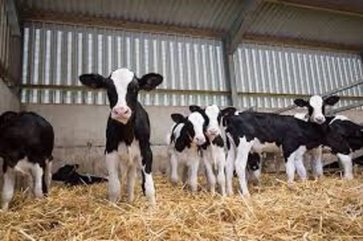 Calving cameras , 4g SIM routers , - Image 3