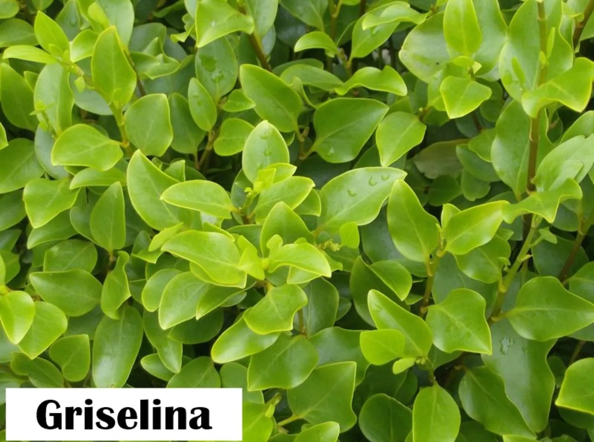 Bargain BarerootHedging. - Image 2