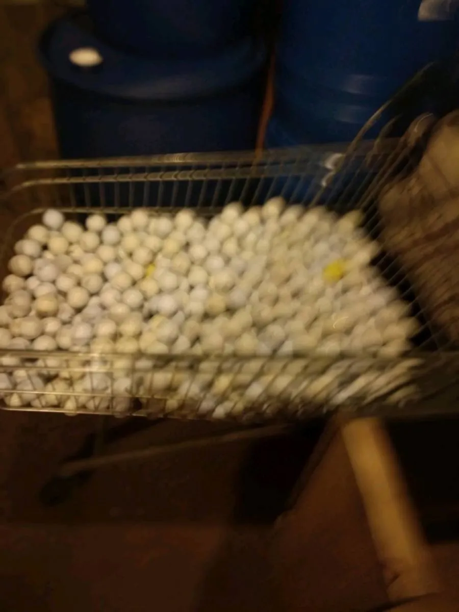 golfballs - Image 3