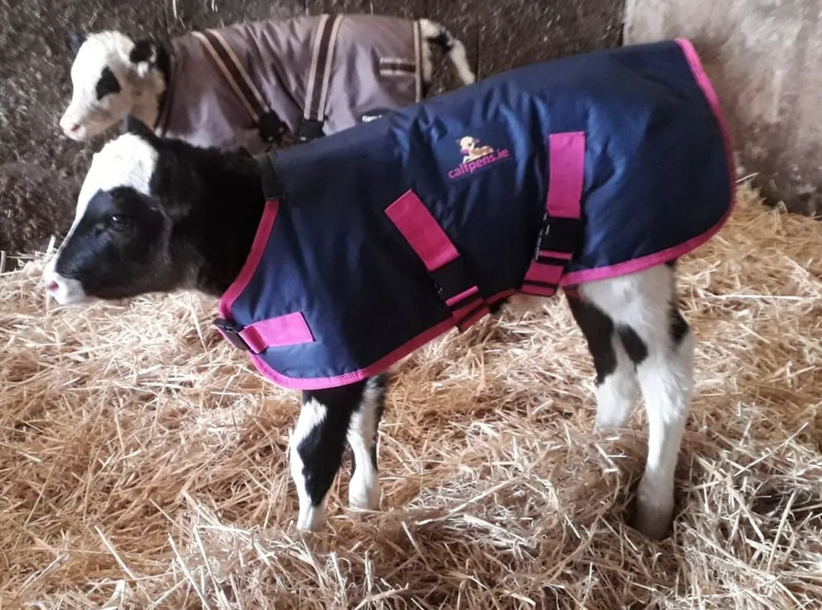 Calf Coats - Image 4