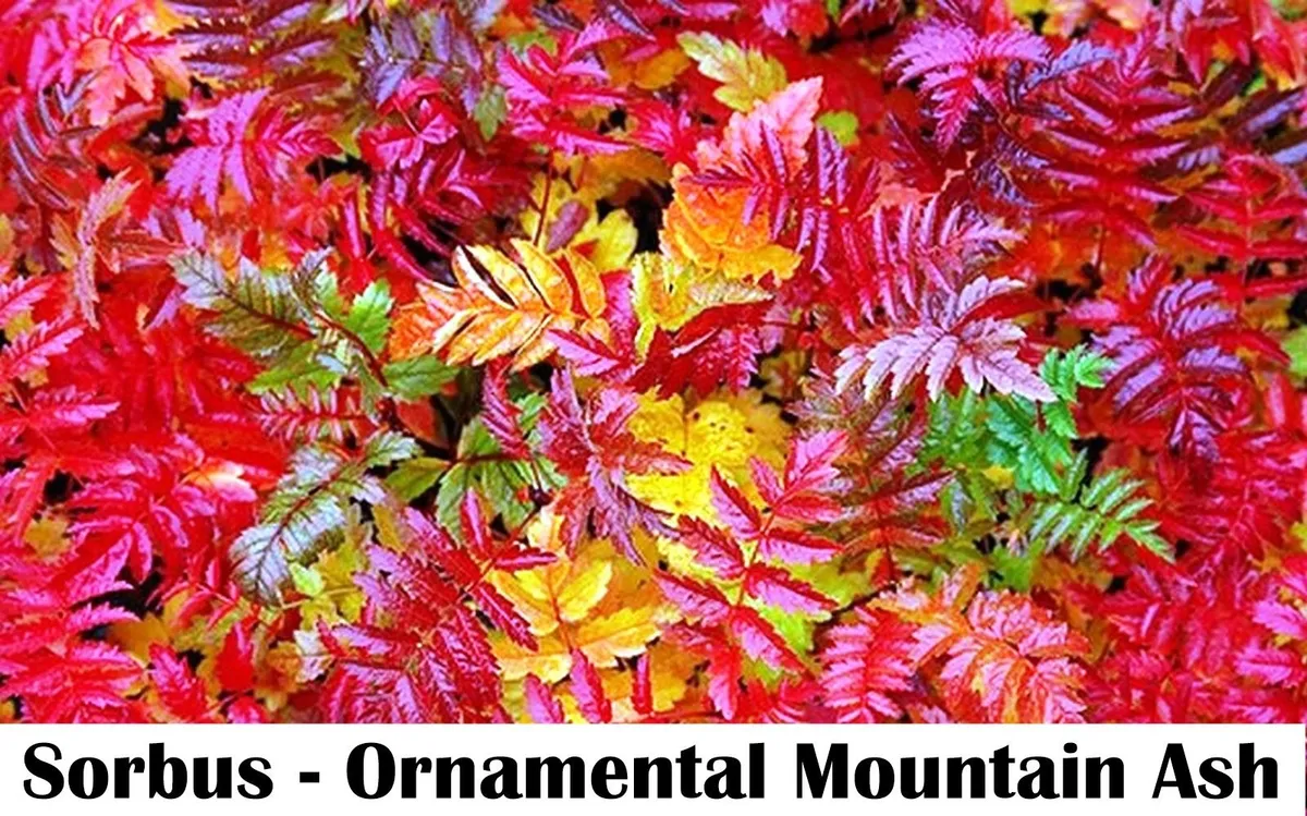 XXL 8ft  potted trees. - Image 3