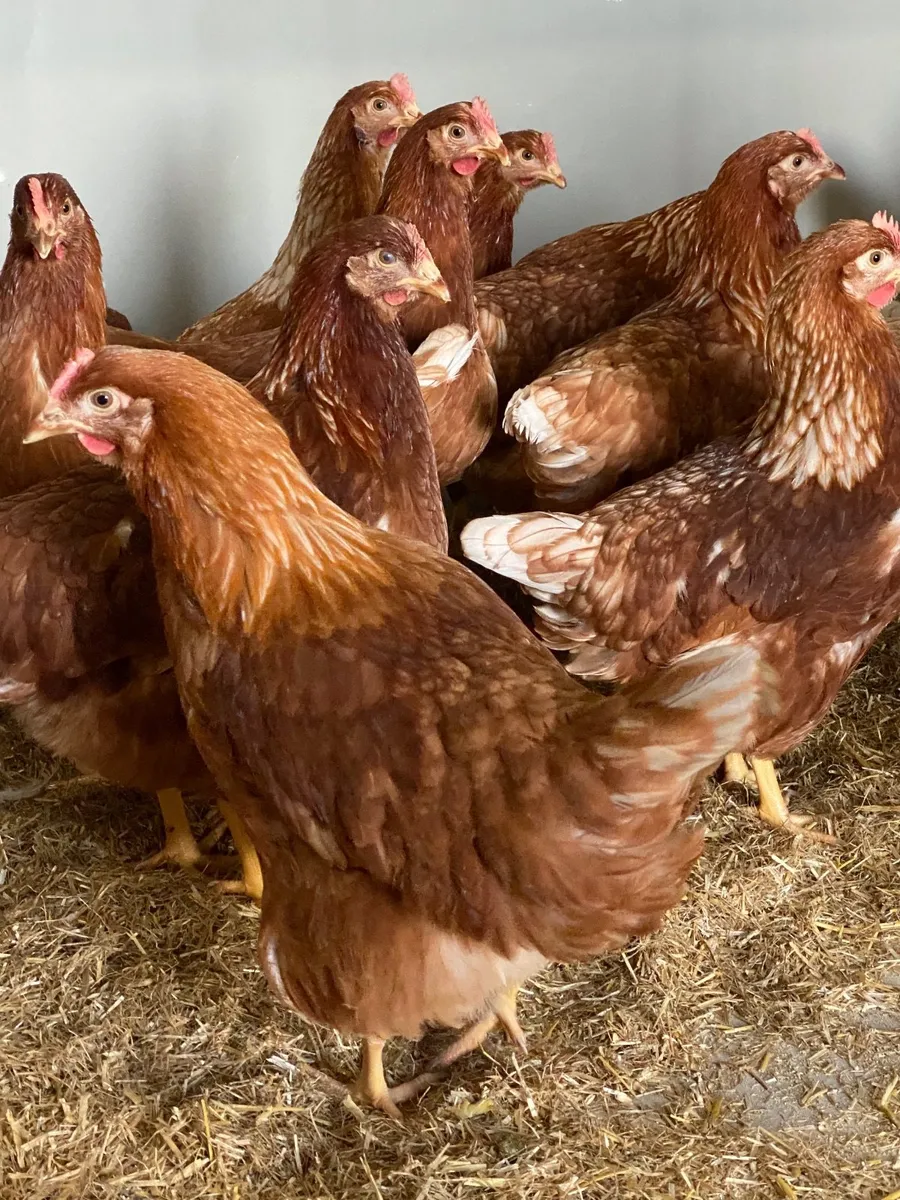 * SHAVER BROWN LAYING HENS IN STOCK NOW 18 WEEKS * - Image 2
