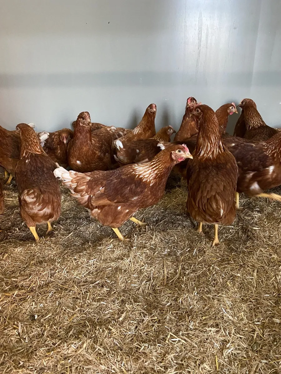 * ISA/SHAVER BROWN LAYING HENS IN STOCK 22 WEEKS * - Image 1