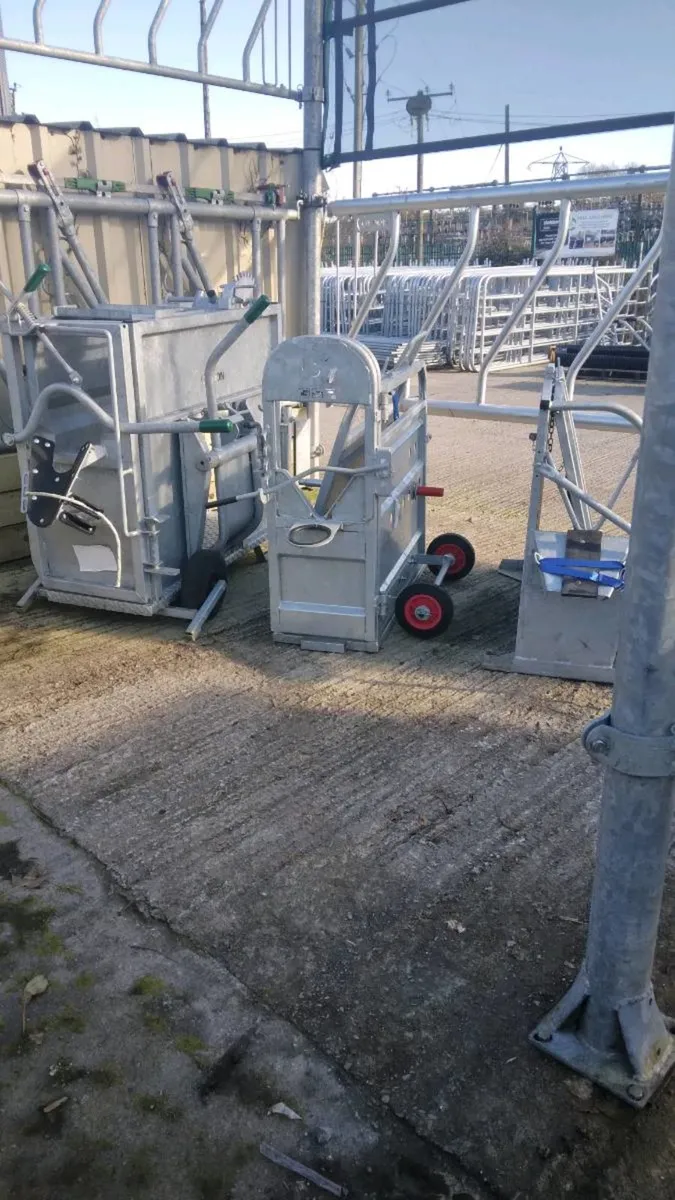 Calf Dehoring Crate - Image 3