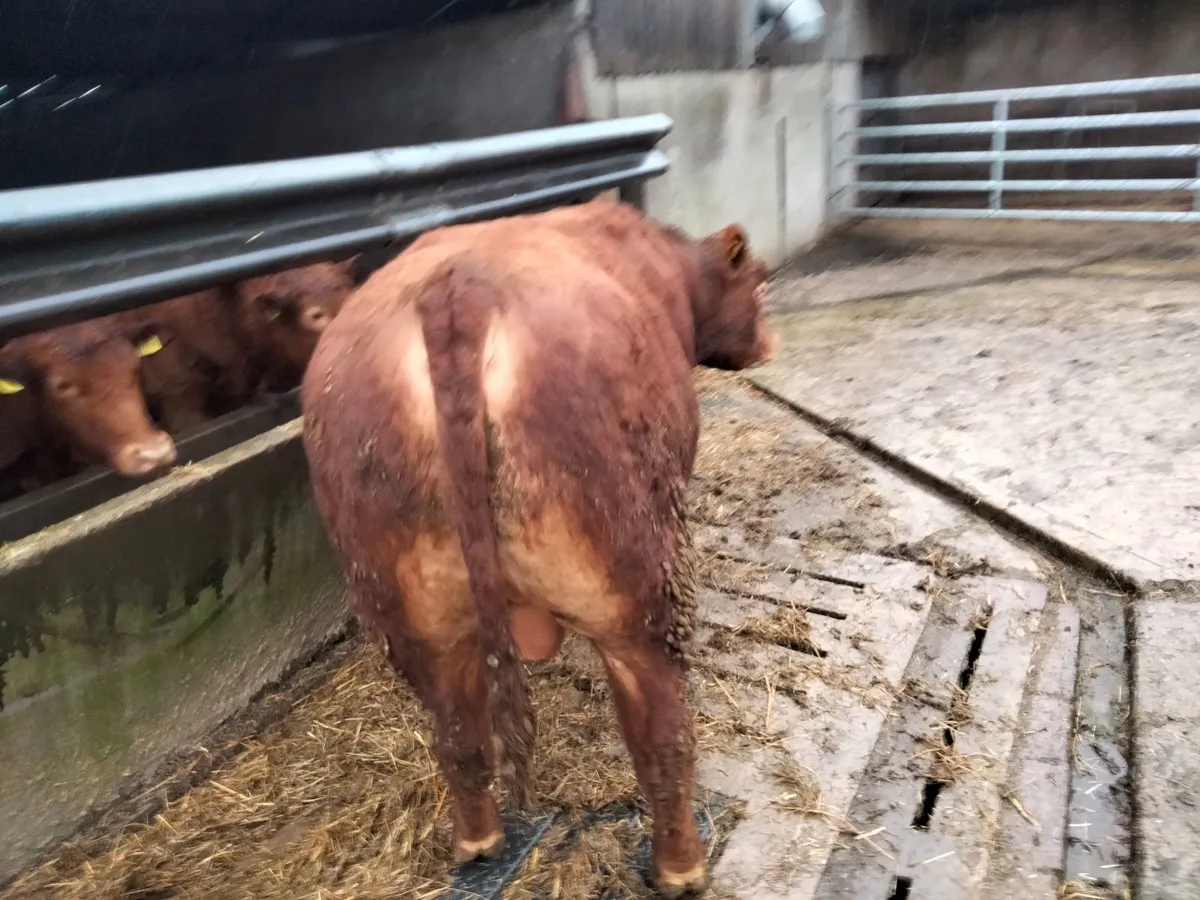 Stabiliser Bulls - Image 1