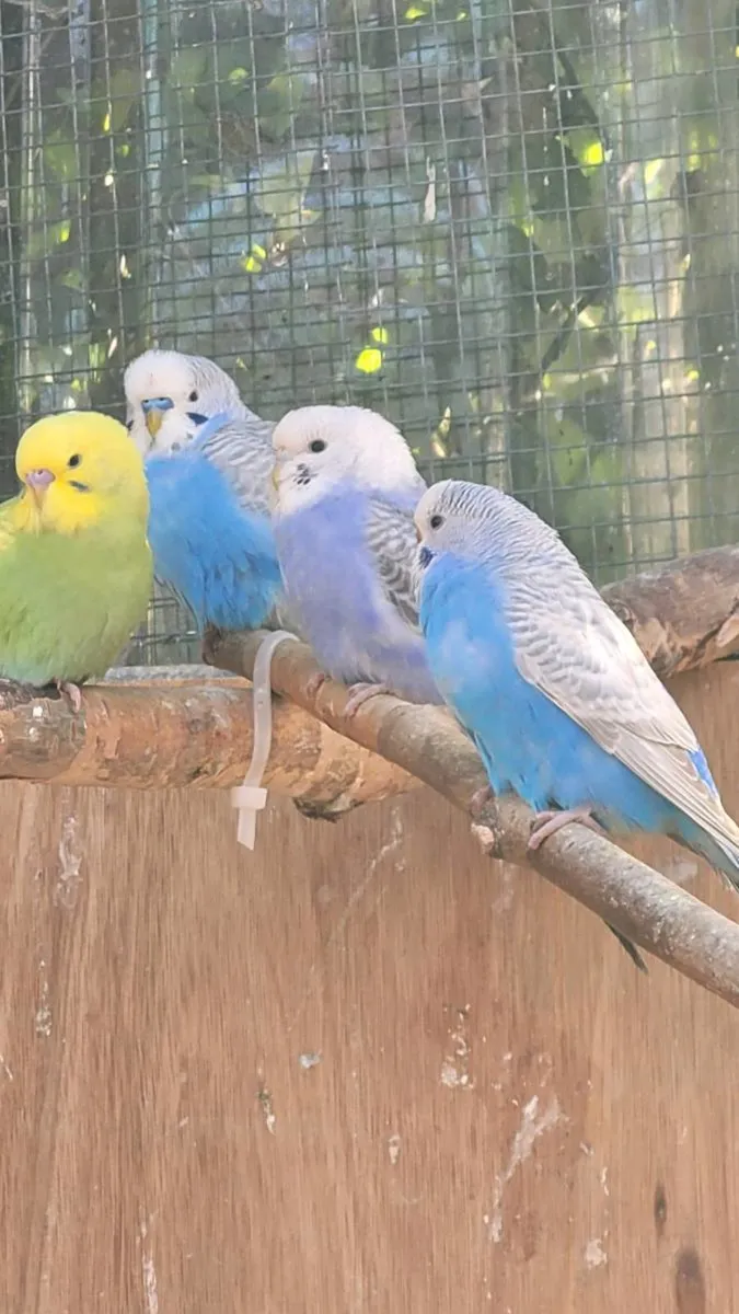 kakariki  Cocktails budgies - Image 3
