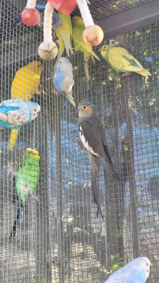 kakariki  Cocktails budgies - Image 4