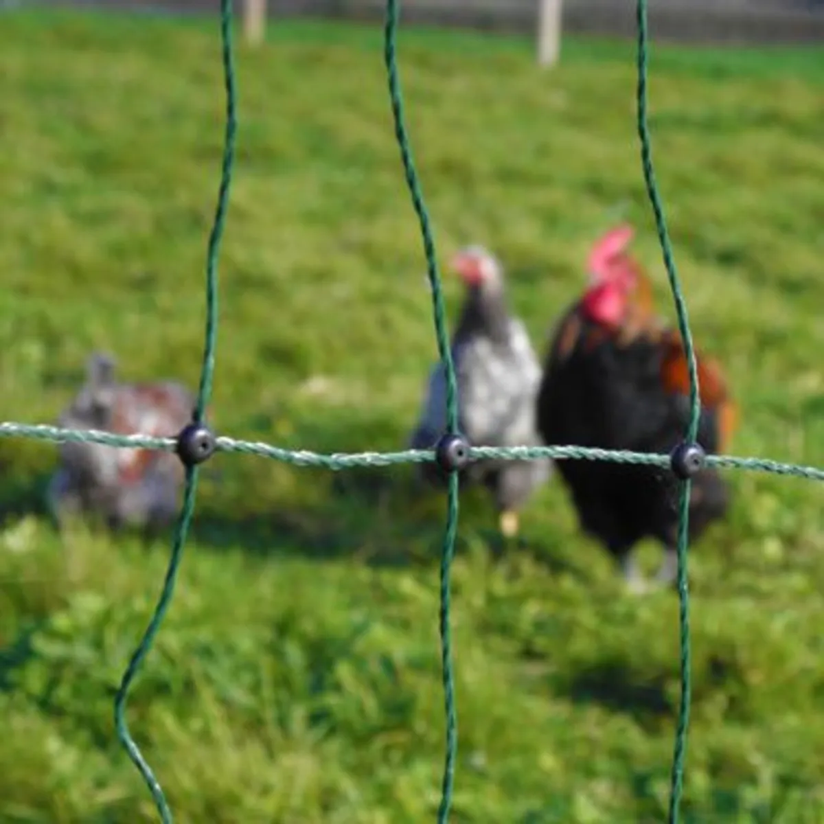 Hotline Electric Fencing  - www.maceoinltd.com - Image 4