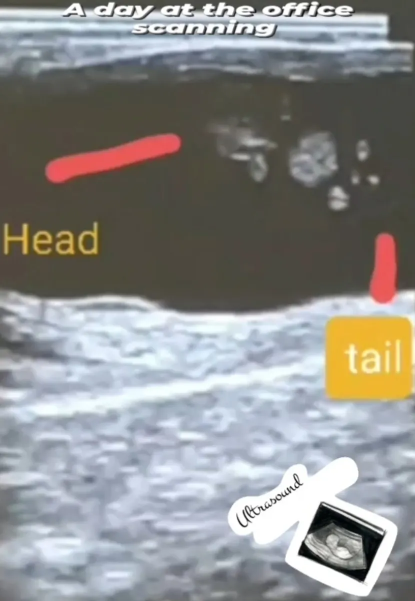 AI  Technician and Cow Scanning Service - Image 2