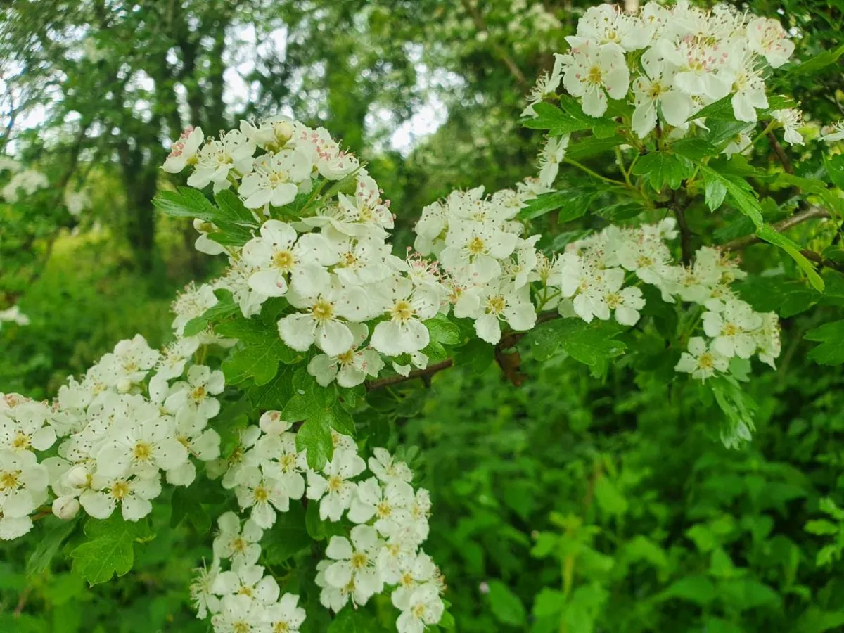 Bare rooted trees and hedging free delivery - Image 4