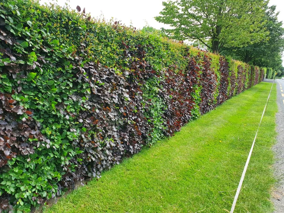 Bare rooted trees and hedging free delivery - Image 1