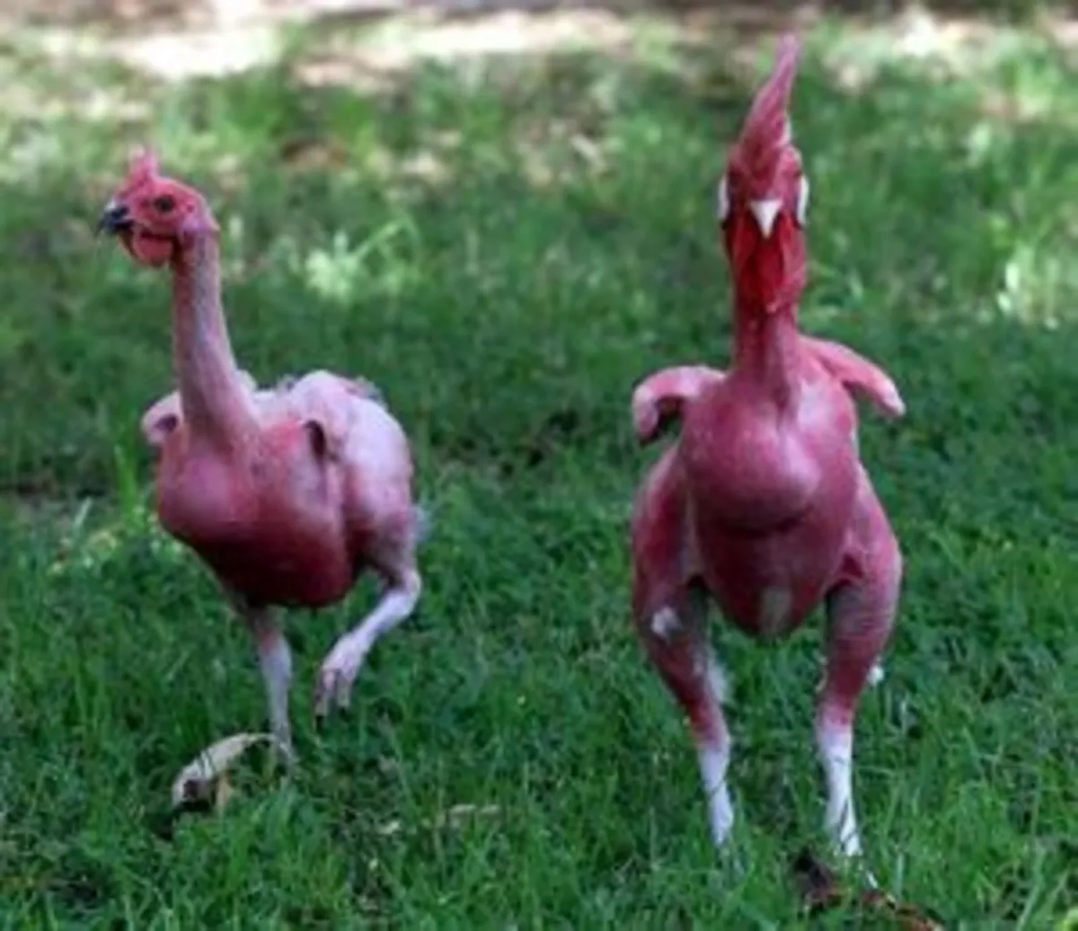 Poultry Supplies & Incubators. www.maceoinltd.com - Image 1