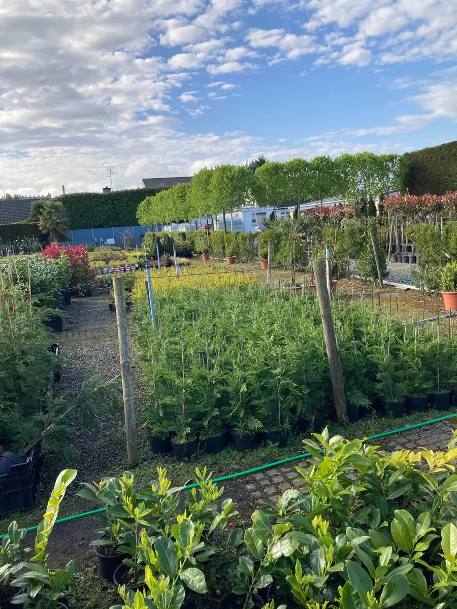 Trees and hedging - Image 1