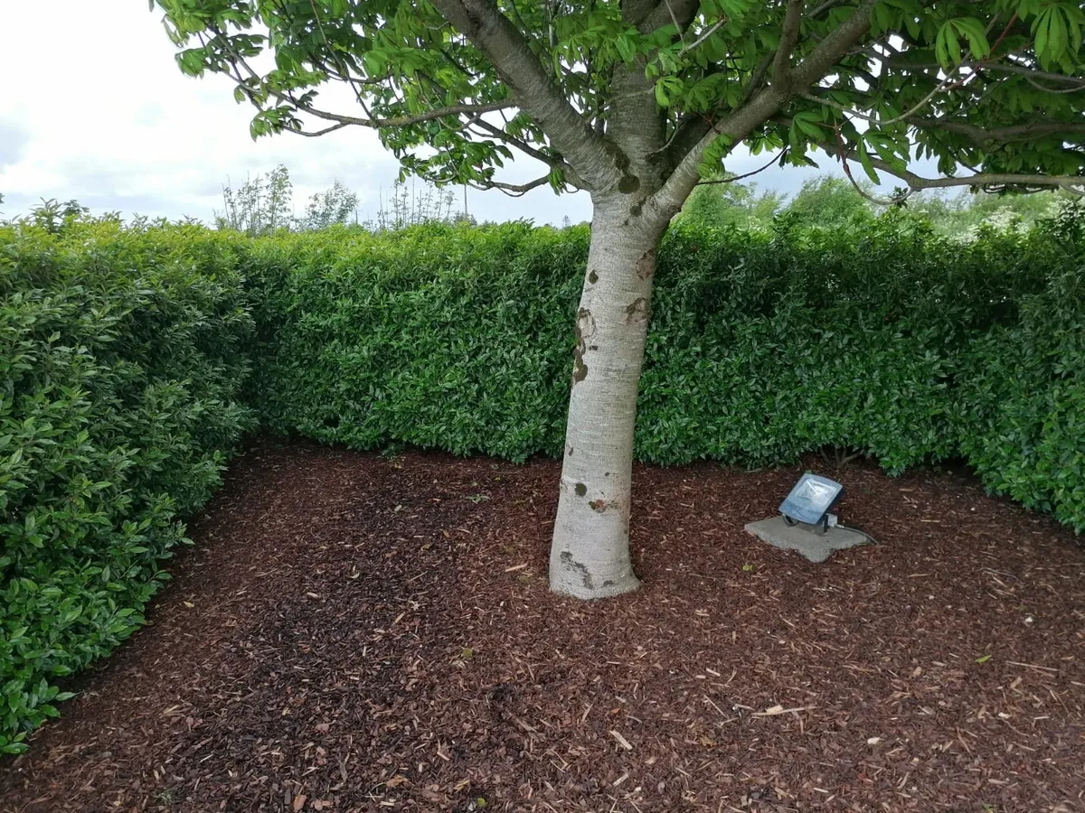 Garden Bark Mulch - Image 4