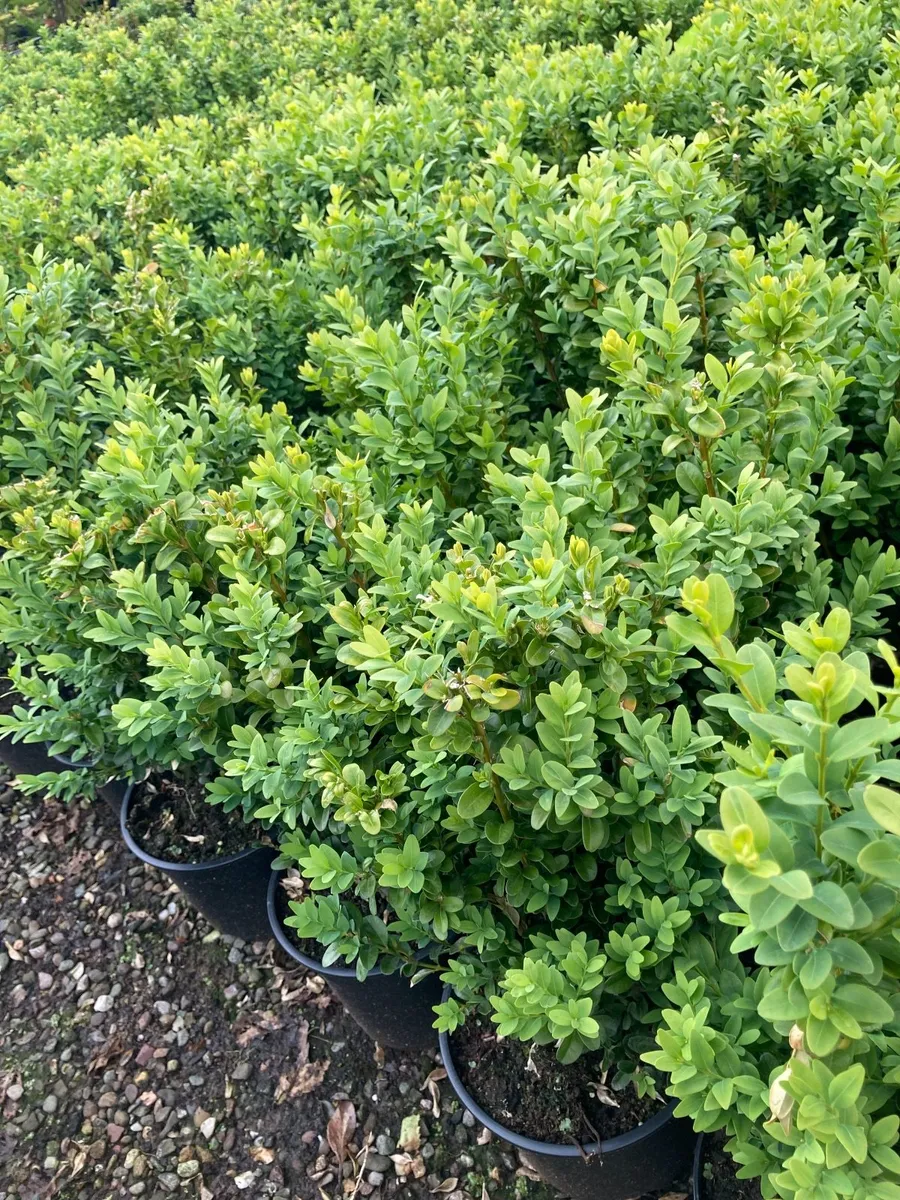 Beech  laurel hedging - Image 3