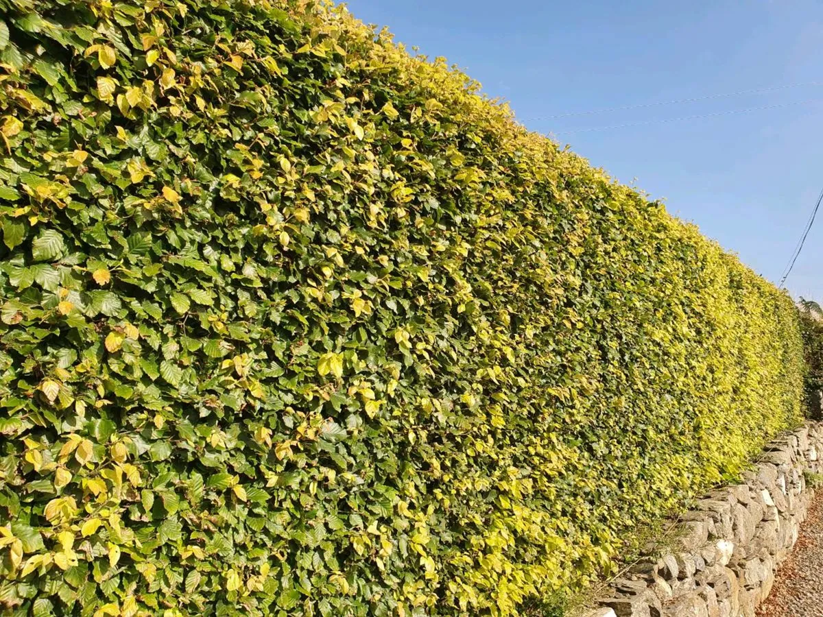 Beech hedging bare rooted free delivery - Image 2