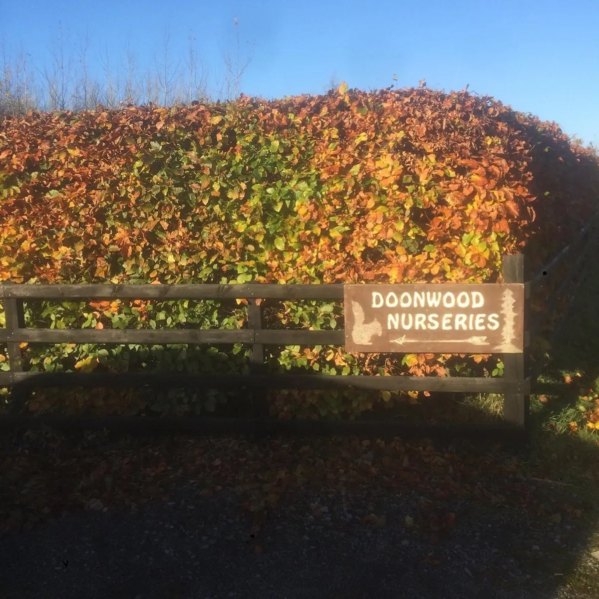 Native Trees/Whitethorn for ACRES scheme - Image 2