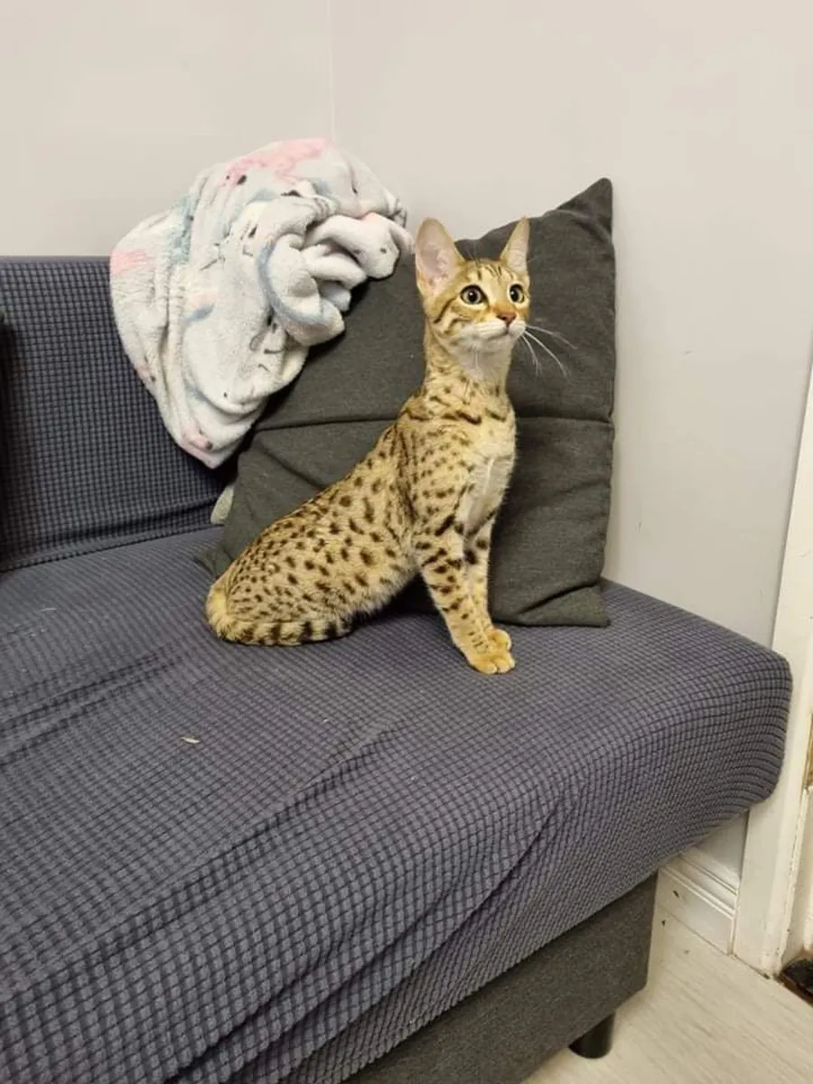 Savannah kittens for sale - Image 4