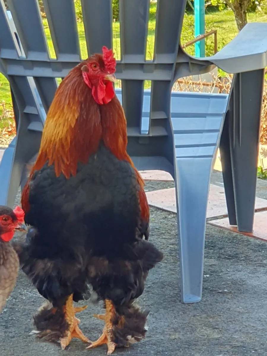 Poultry - Image 1