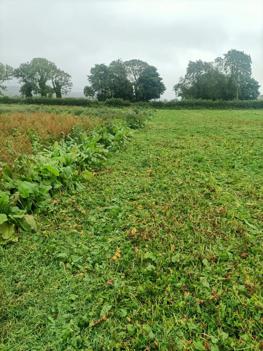 Topping mulching. - Image 3