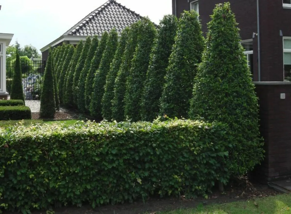 Portuguese Laurel sizes from 5 euro direct - Image 1