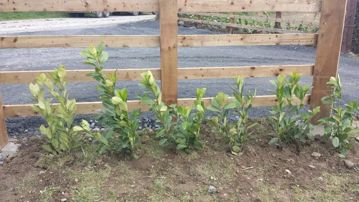 laurel hedging - Image 2