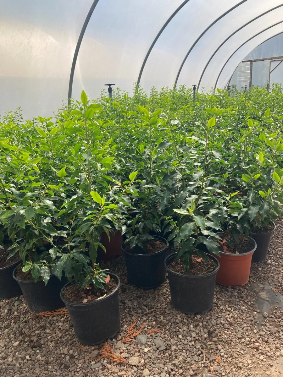 Portuguese laurel - Image 3