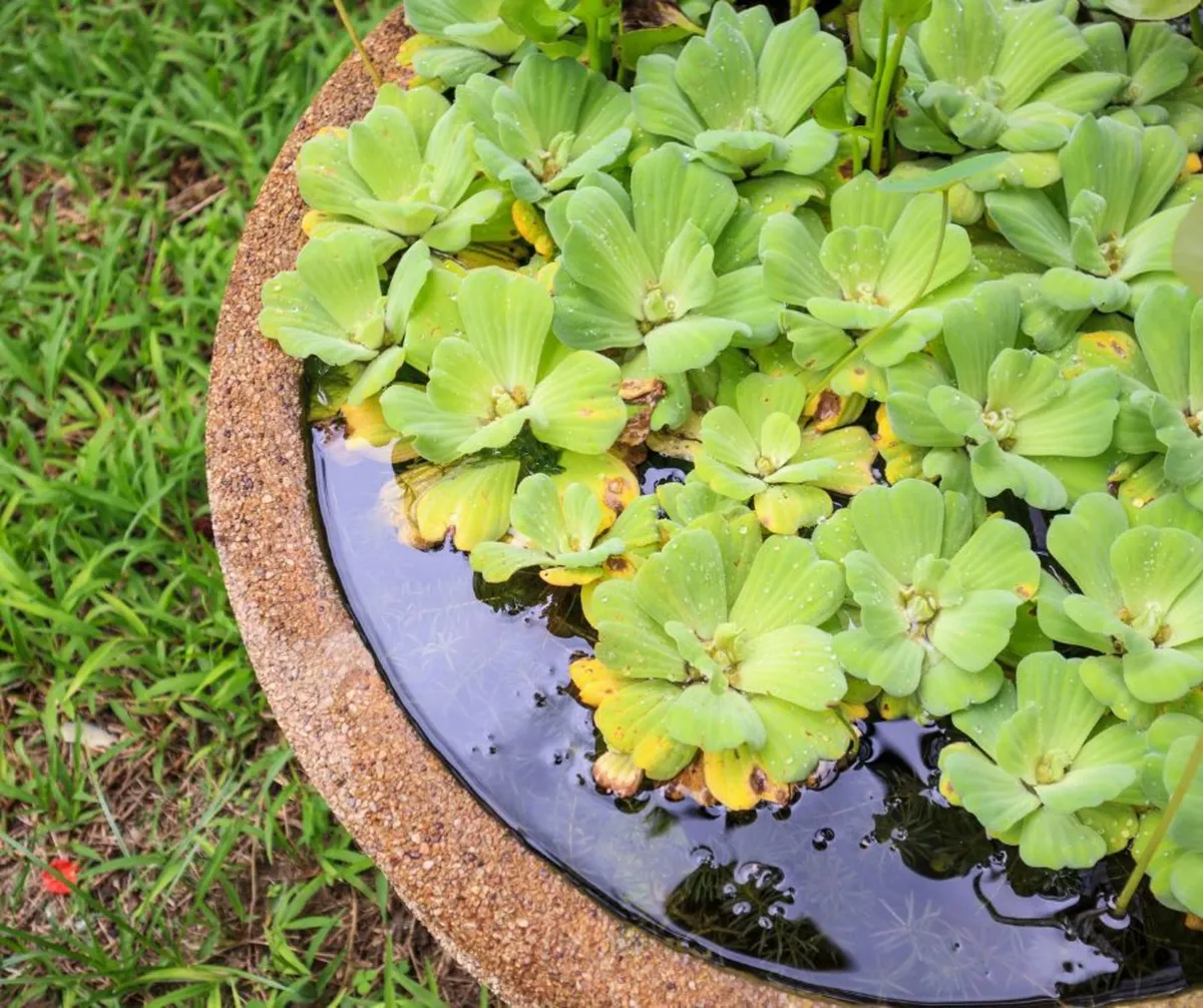 POND PLANTS & CARE | Nationwide Delivery - Image 2