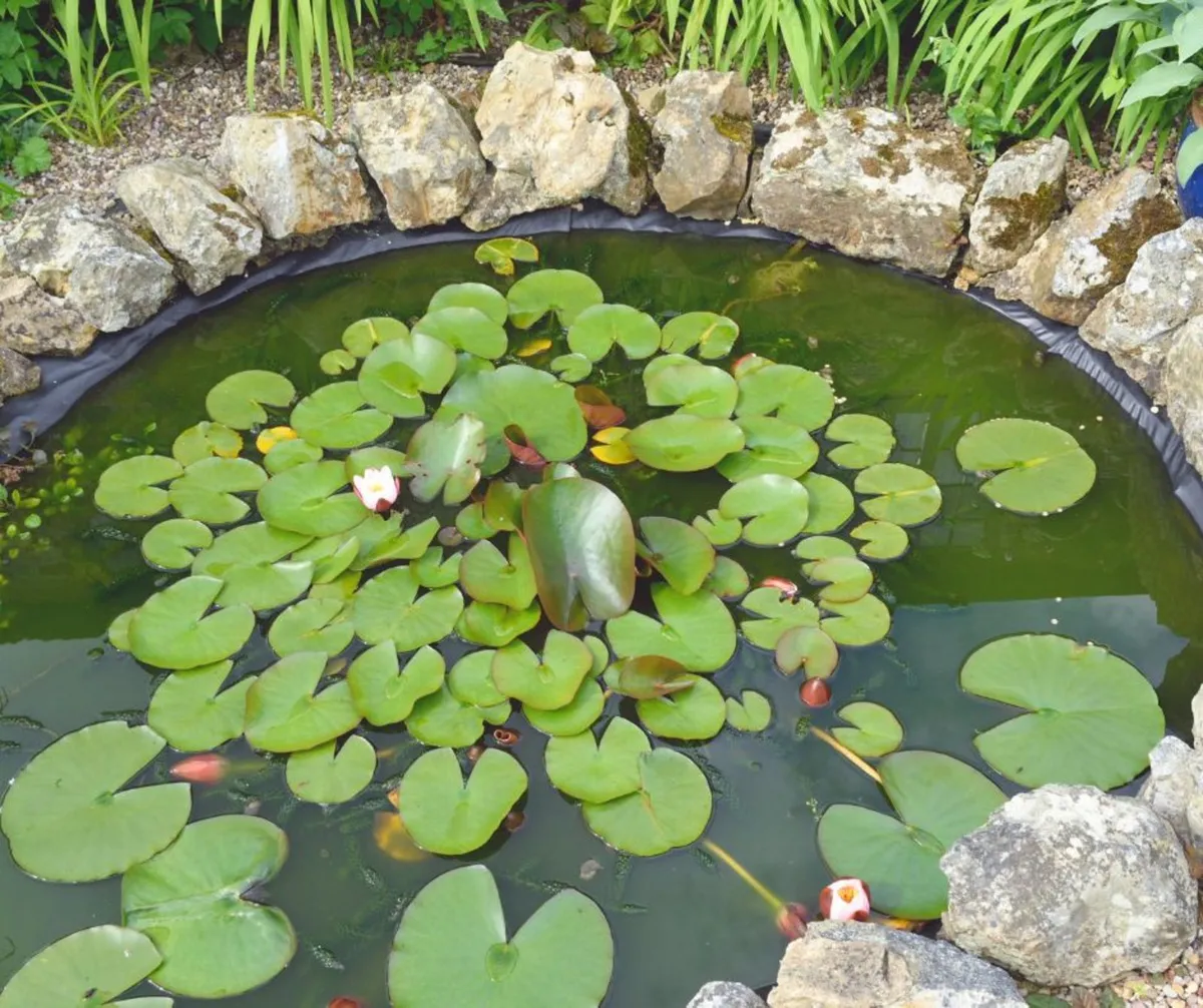 POND PLANTS & CARE | Nationwide Delivery - Image 1